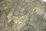 Discosauriscus (Permian Reptiliomorph) - Franchesse, France #240033-5